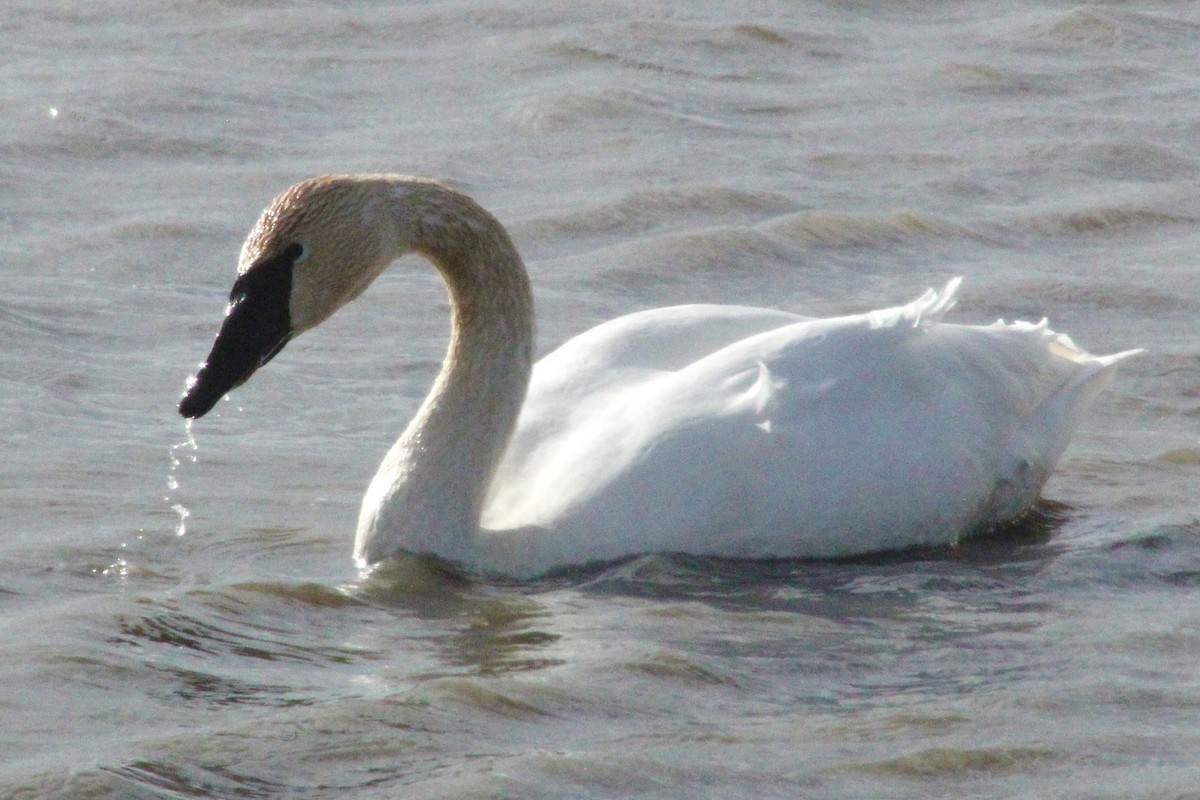 Trumpeter Swan - Clint Wiederholt