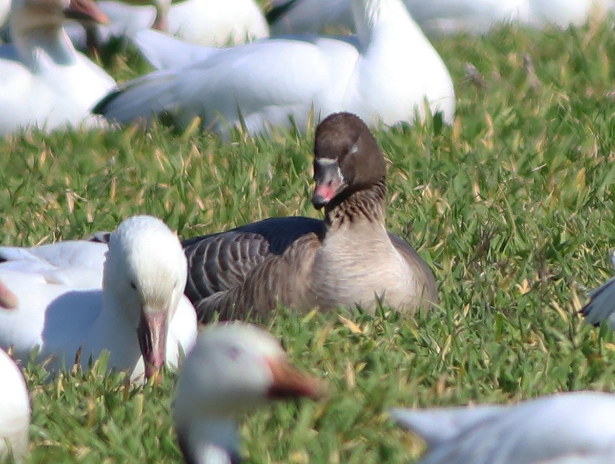 Pink-footed Goose - ML542497911