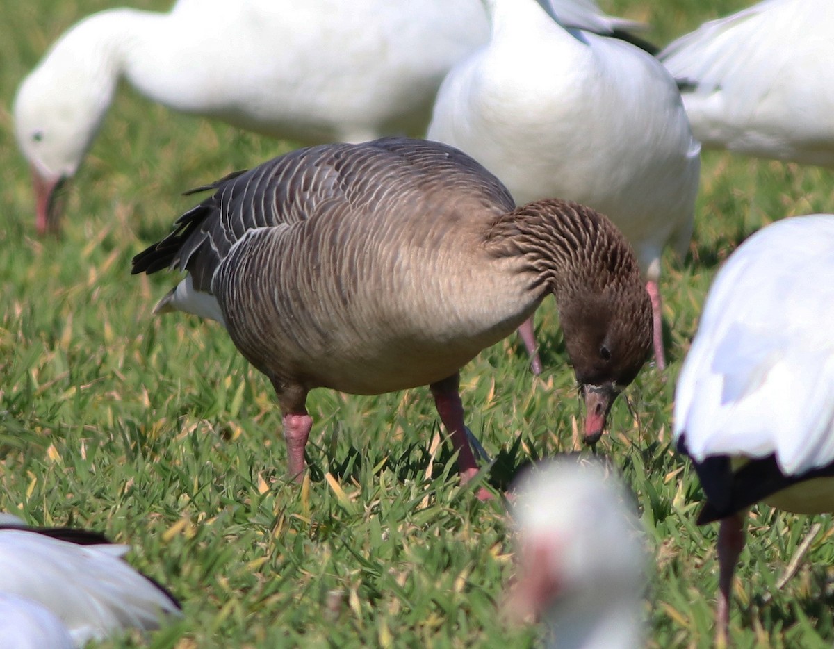 Pink-footed Goose - ML542497921