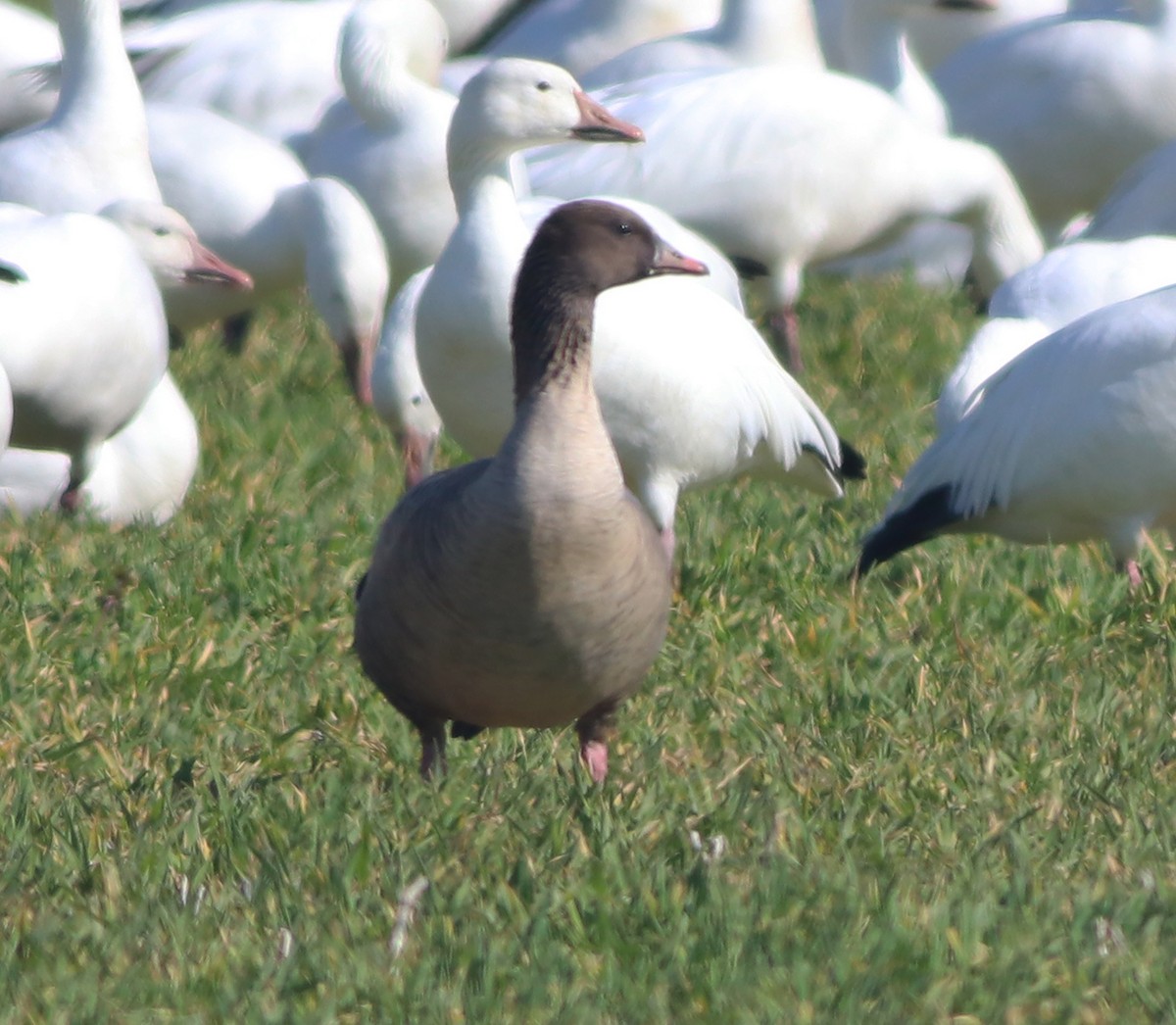 Pink-footed Goose - ML542498121