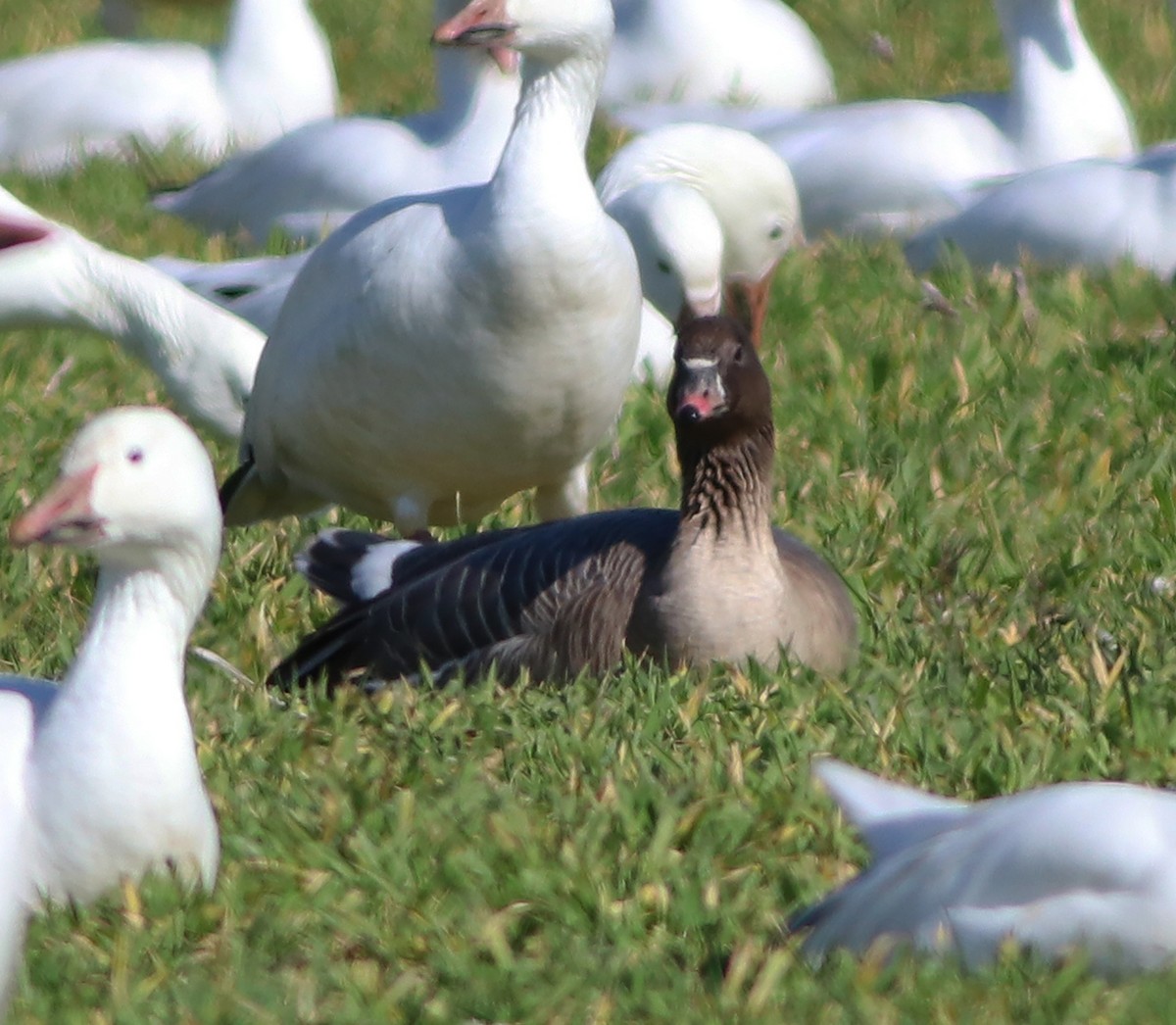 Pink-footed Goose - ML542498131