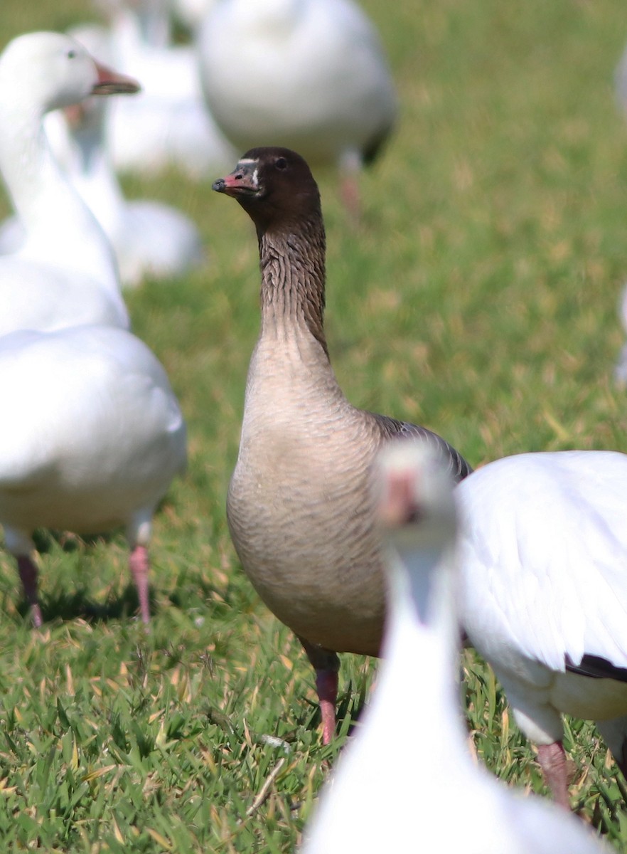 Pink-footed Goose - ML542498171
