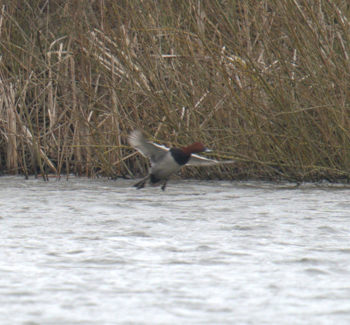 Common Pochard - ML542499091