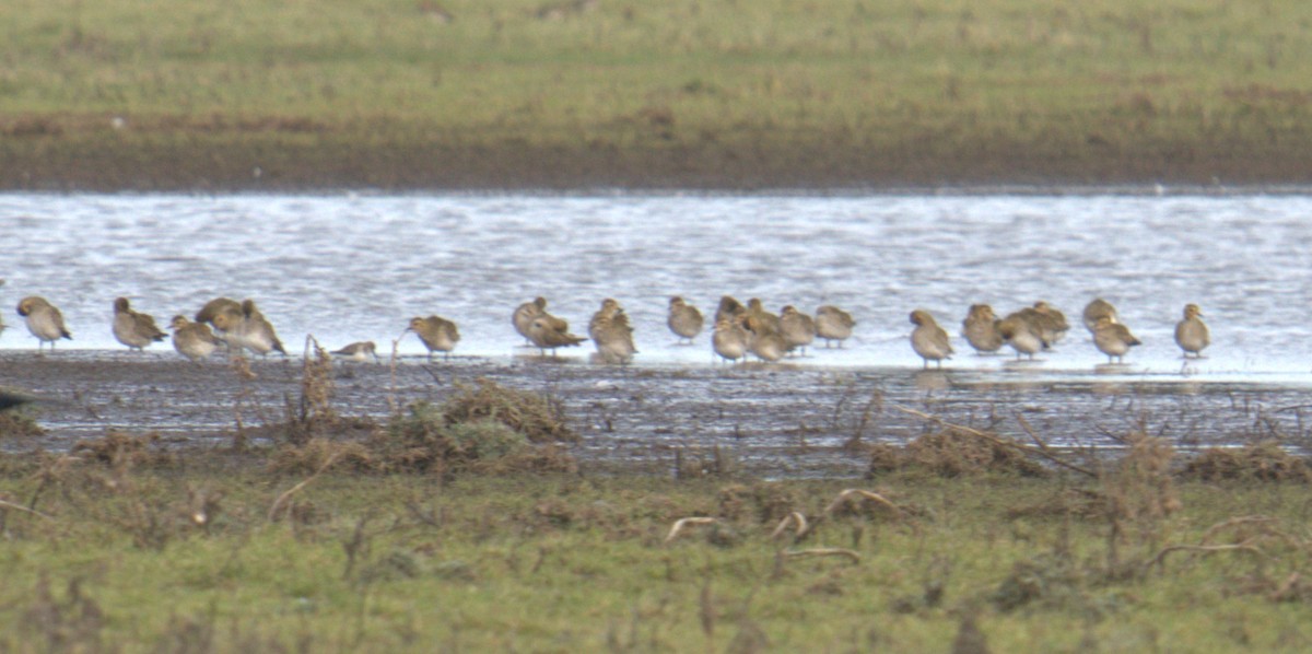 European Golden-Plover - ML542500851