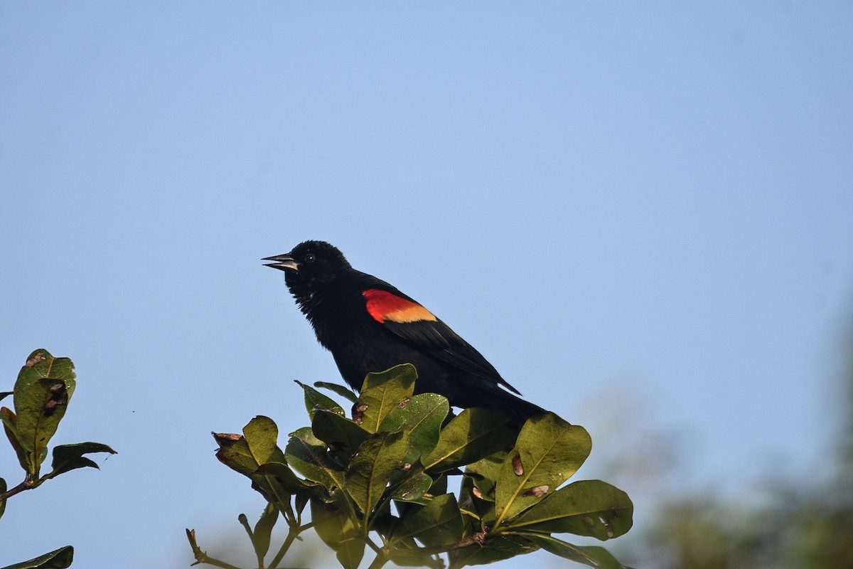 Red-winged Blackbird - ML542501651