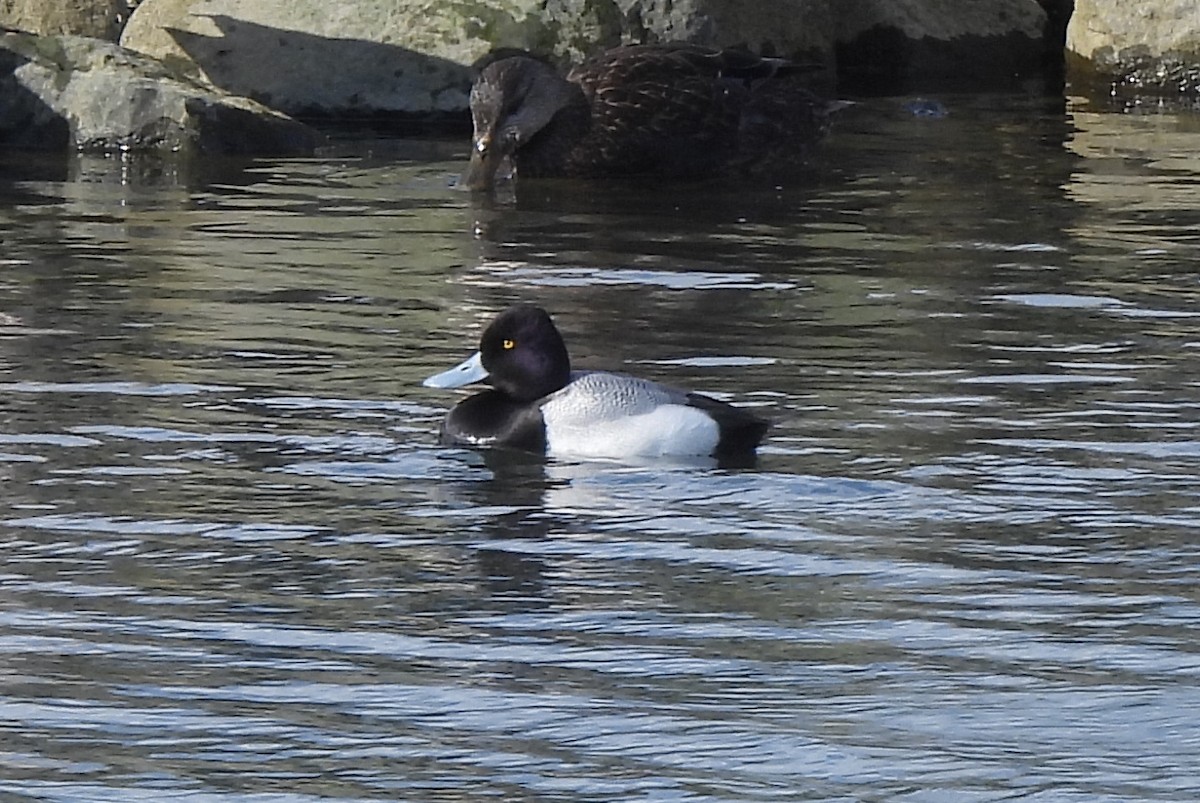 Lesser Scaup - ML542504101