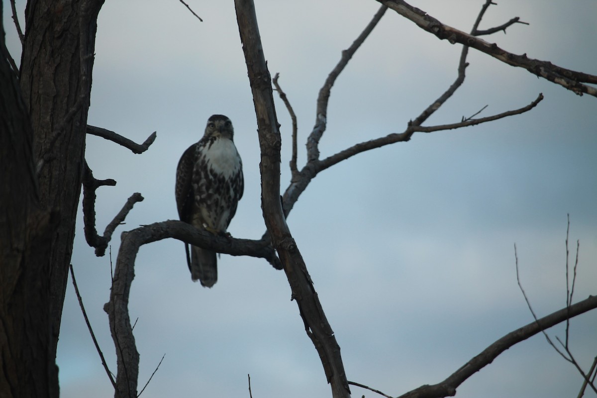 Red-tailed Hawk - ML542504121