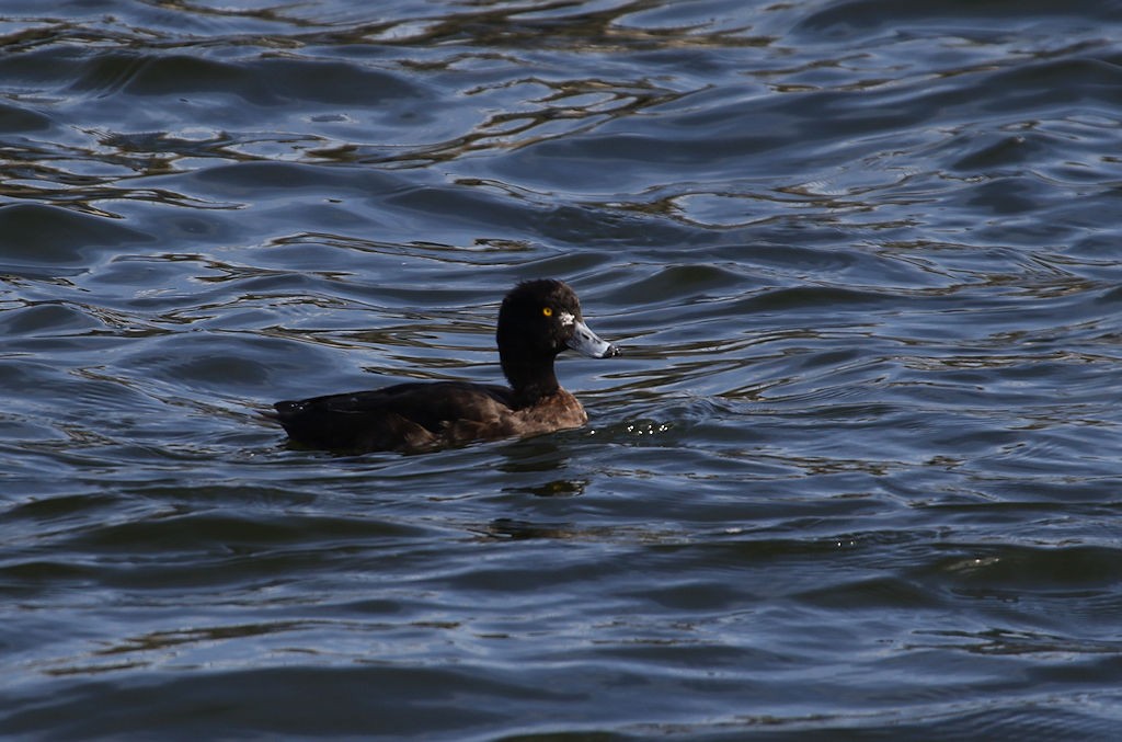 Tufted Duck - William Hull