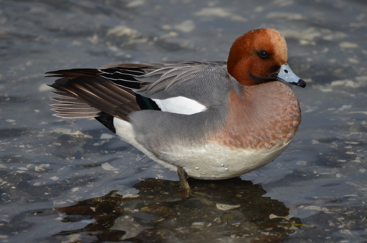 Eurasian Wigeon - Andrew Jacobs