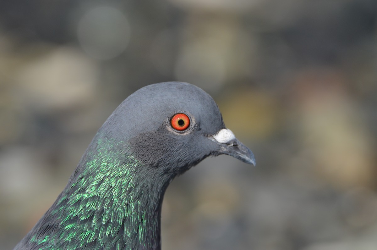 Rock Pigeon (Feral Pigeon) - Andrew Jacobs