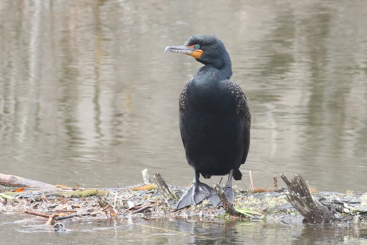 Double-crested Cormorant - ML54250541