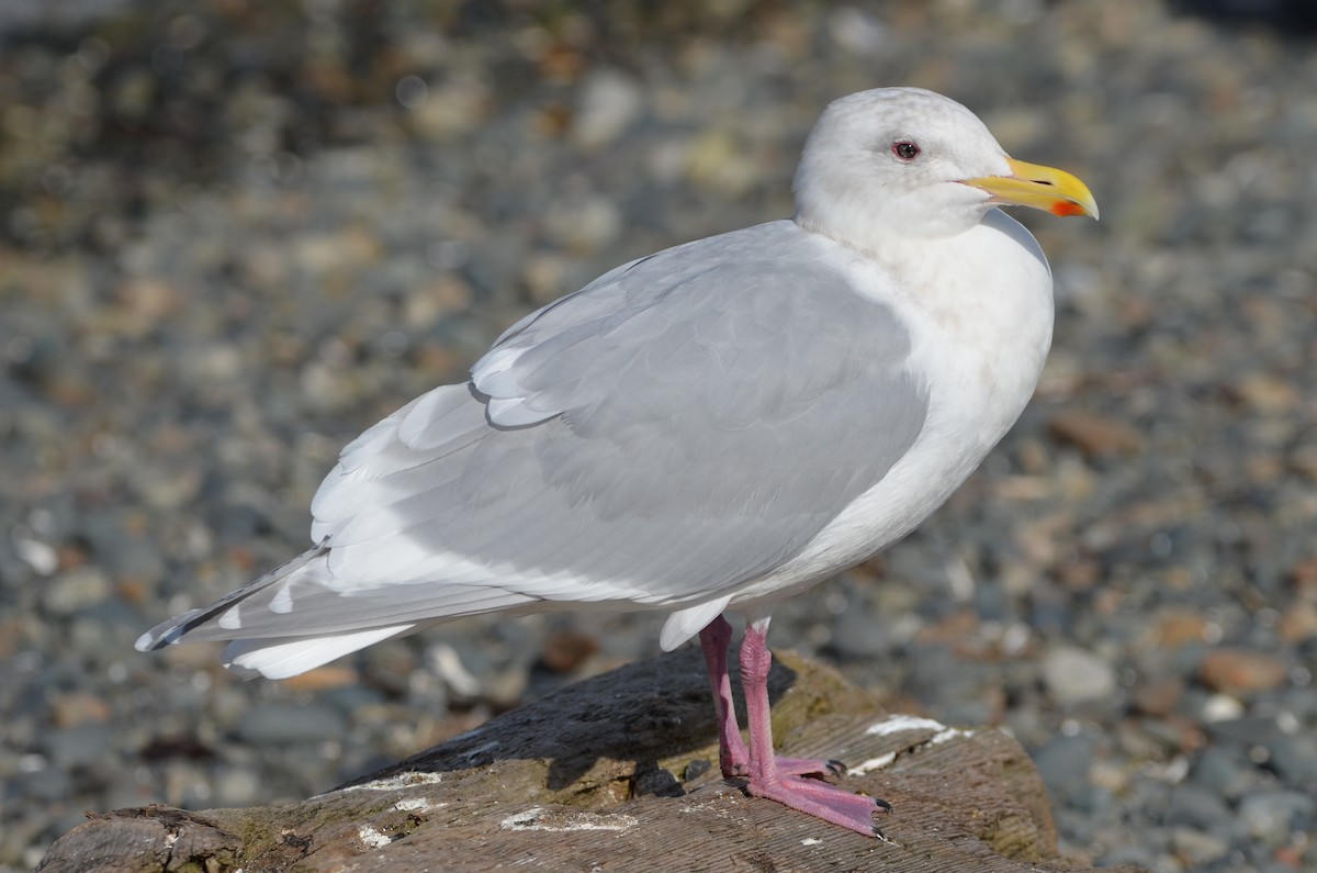 Glaucous-winged Gull - Andrew Jacobs