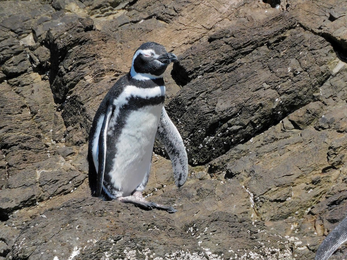 Magellanic Penguin - ML542507281