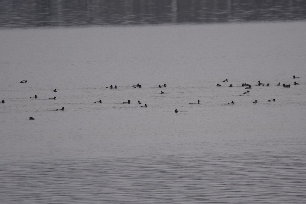 Lesser Scaup - ML542508391