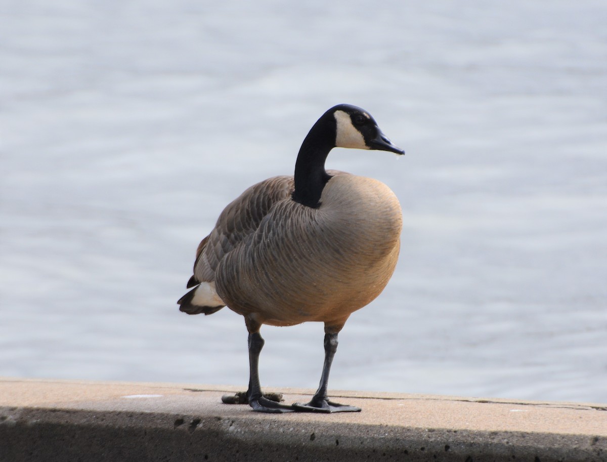 Canada Goose - ML542508811