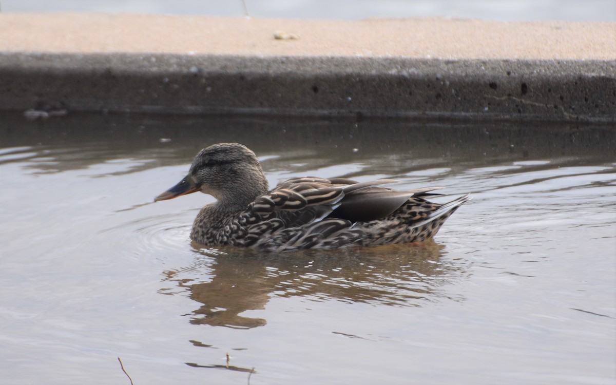 Canard colvert - ML542508841