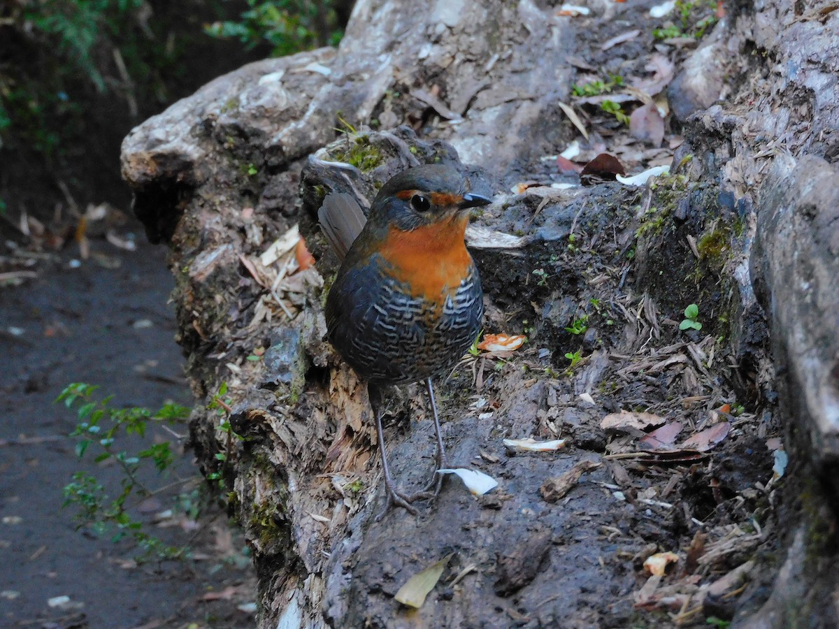 Chucao Tapaculo - Nicolas Ateaga Ramirez