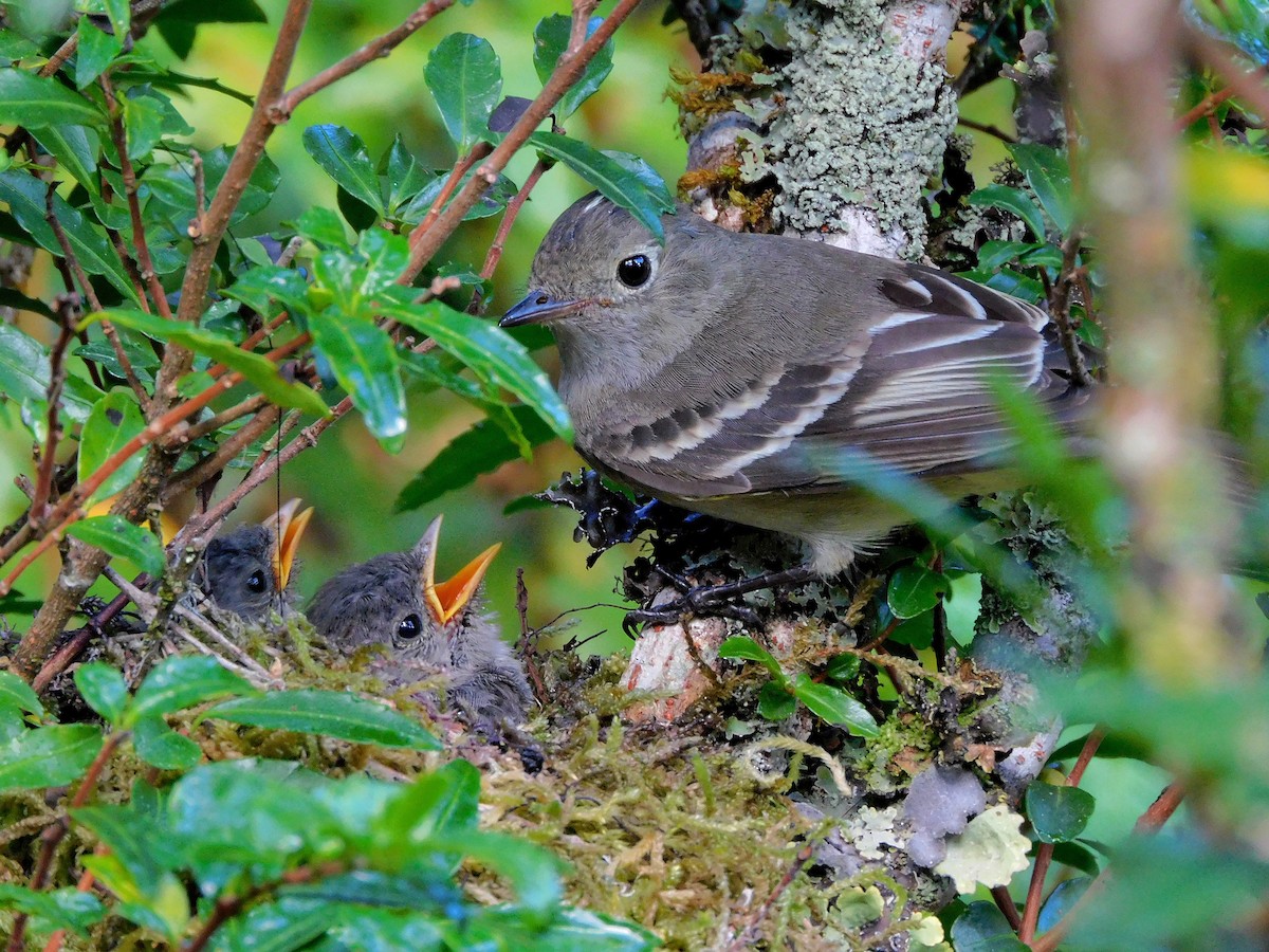 White-crested Elaenia - Nicolas Ateaga Ramirez