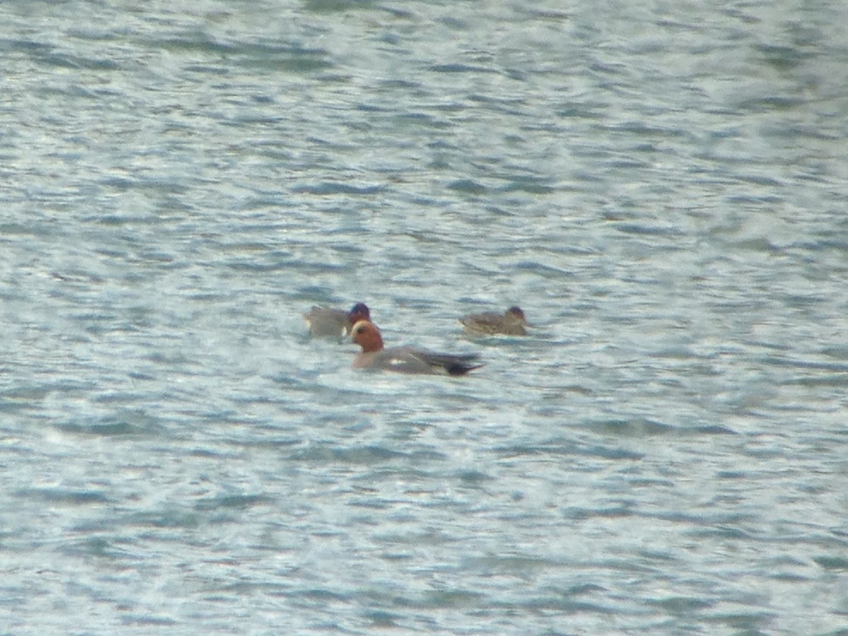 Eurasian Wigeon - Cole Wolf