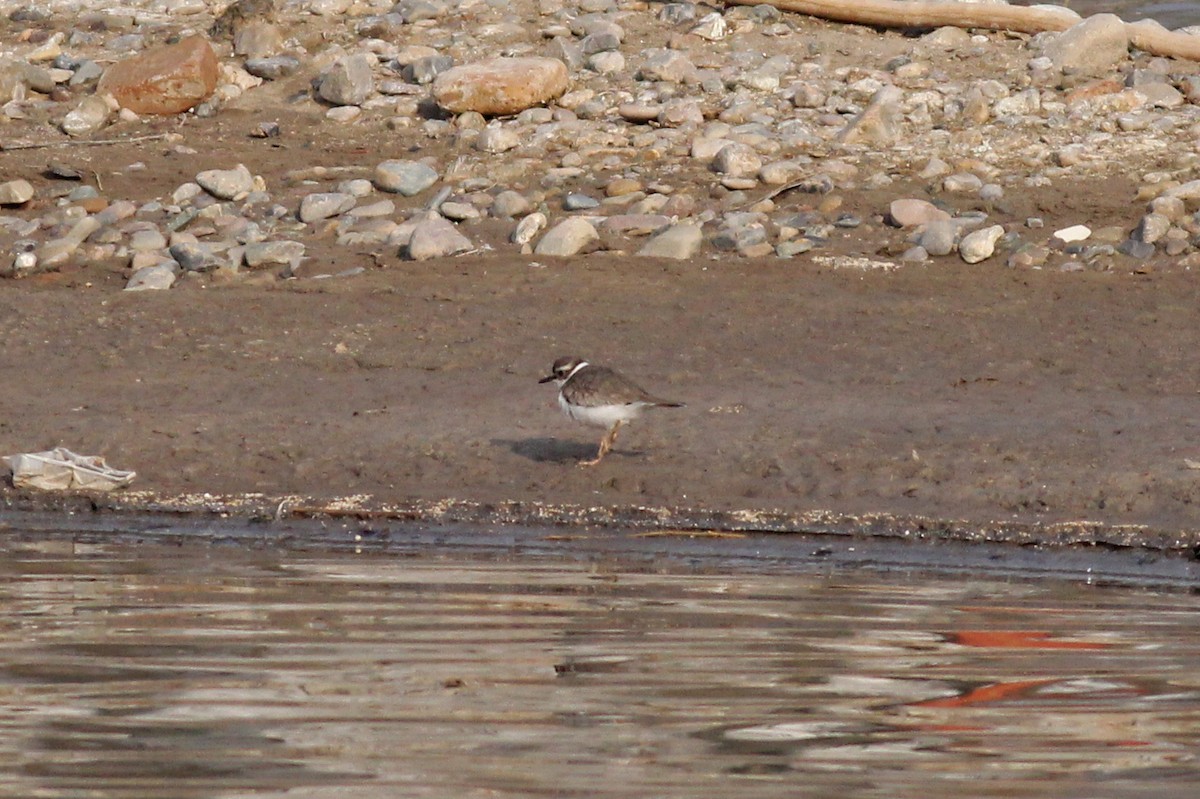 Long-billed Plover - ML542509631