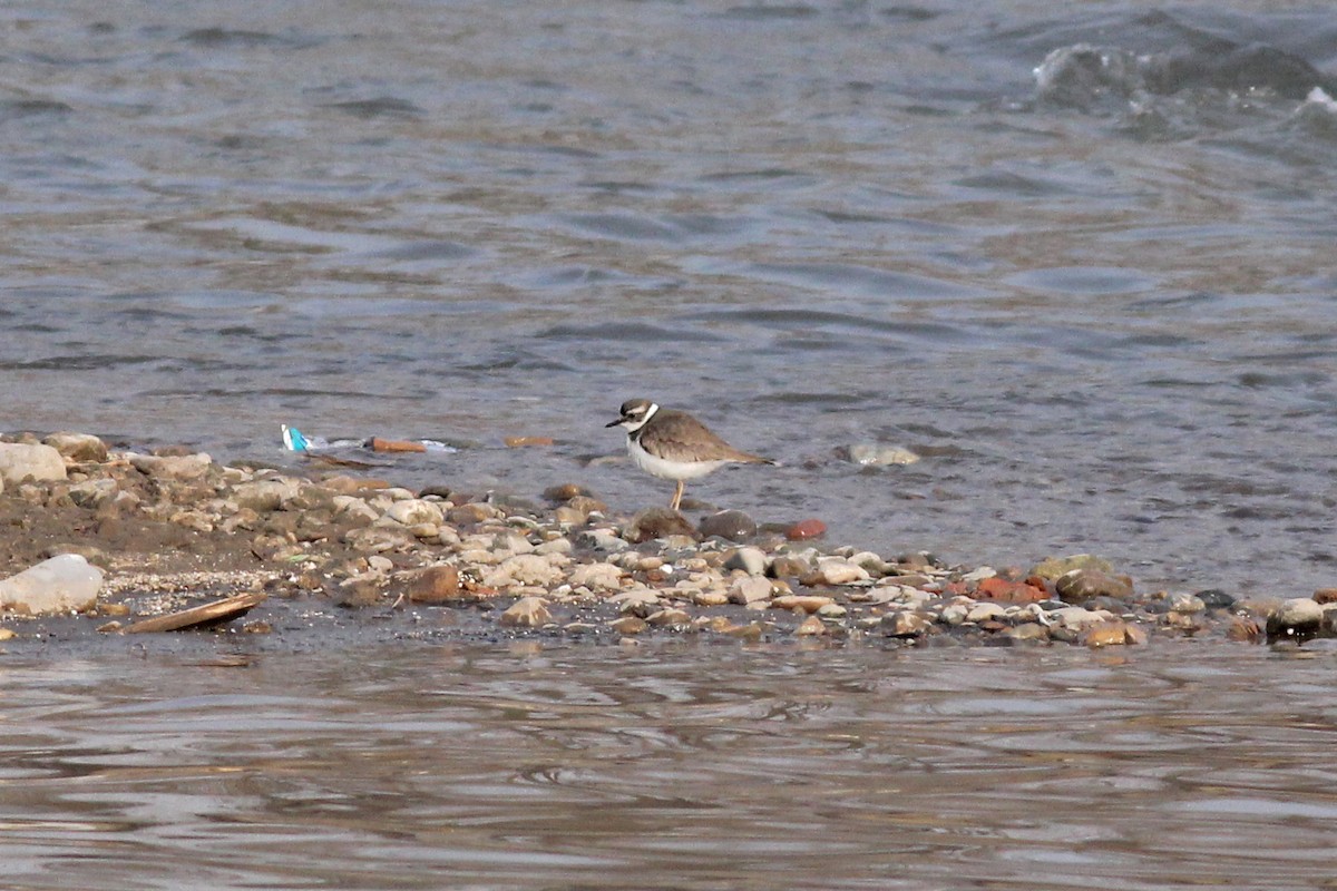 Long-billed Plover - ML542509651