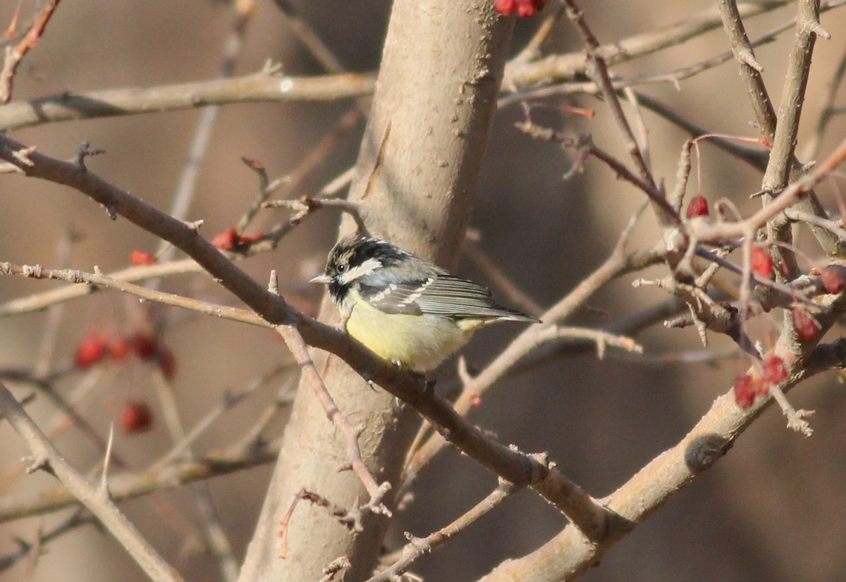 Yellow-bellied Tit - ML542510061