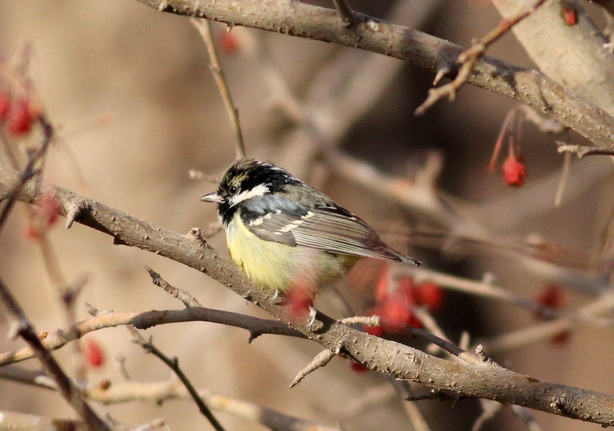 Yellow-bellied Tit - ML542510081