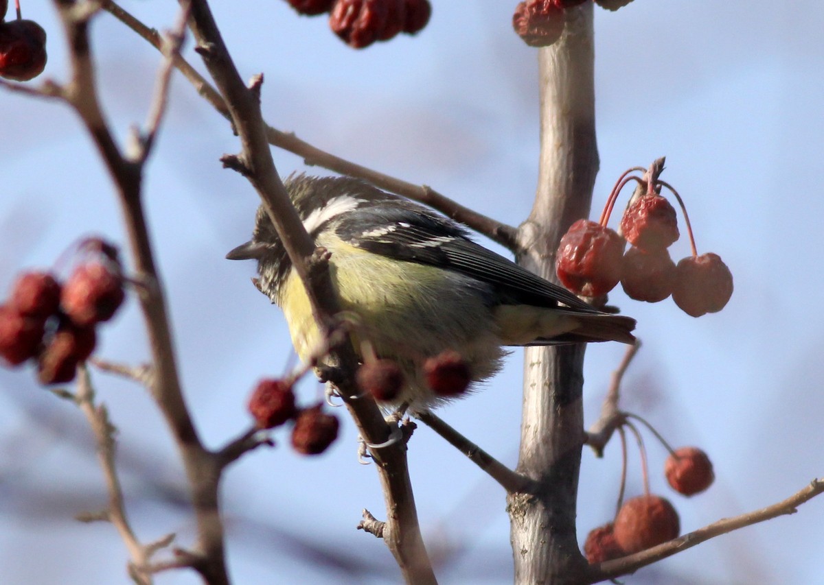 Yellow-bellied Tit - ML542510091