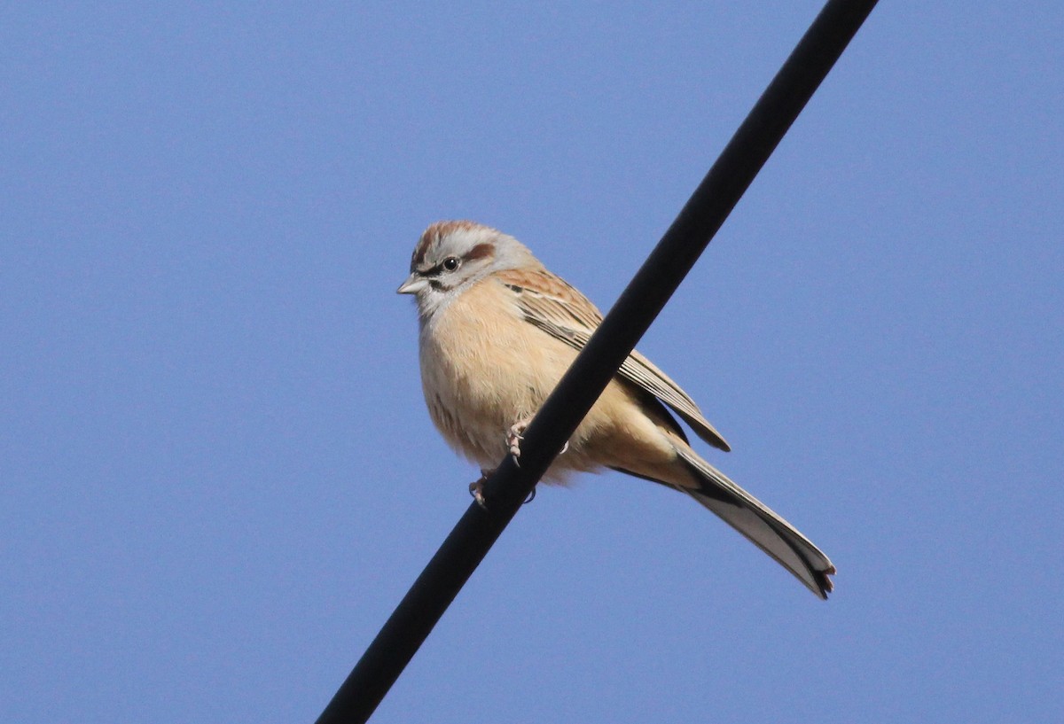 Godlewski's Bunting - ML542510121