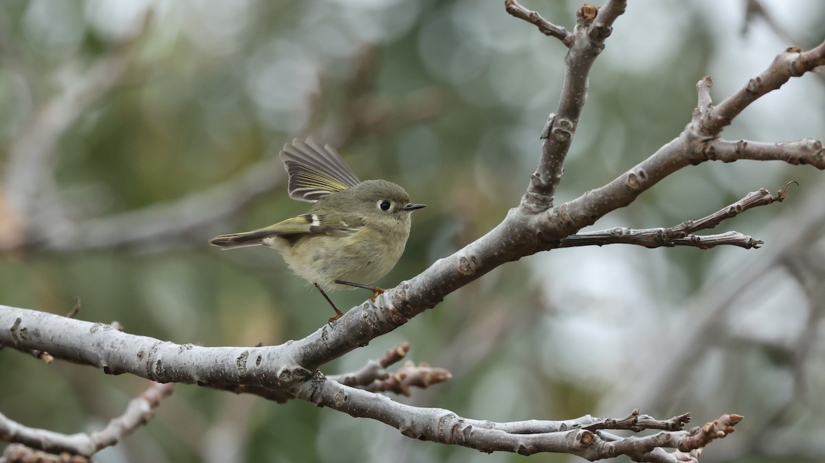 Roitelet à couronne rubis - ML542510171