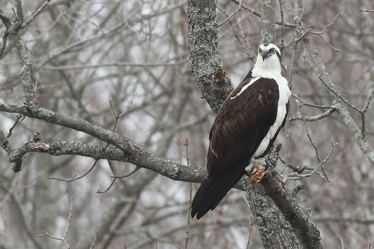 Osprey - Margaret Viens