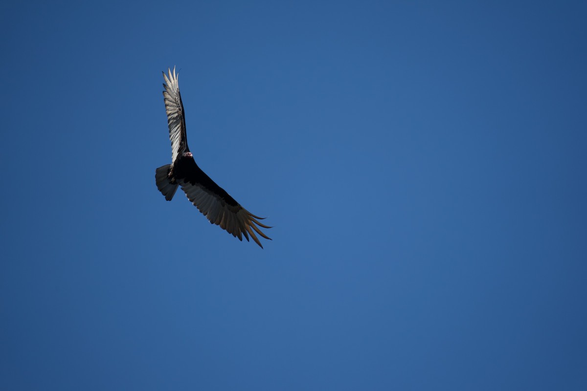 Turkey Vulture - ML542510501