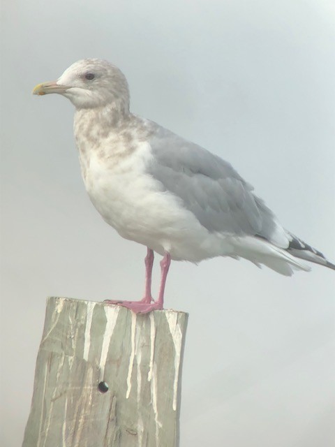 Iceland Gull - ML542511671