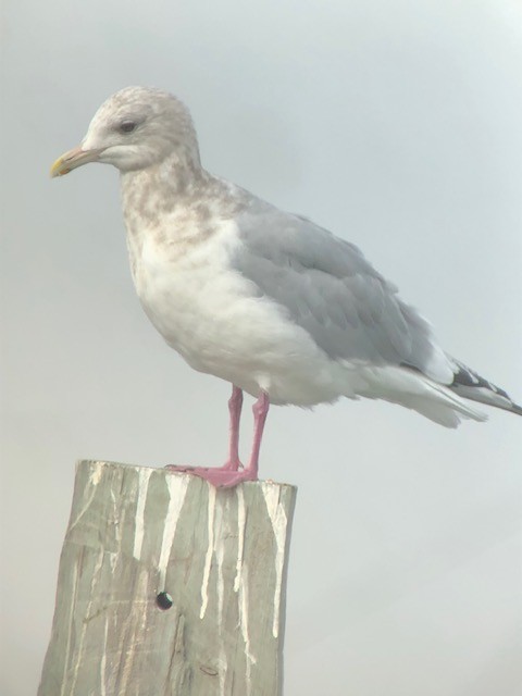 Iceland Gull - ML542511771