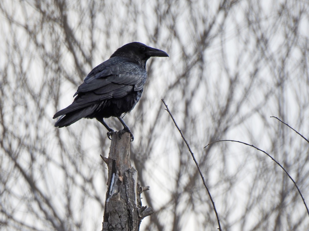 Common Raven - ML542513391