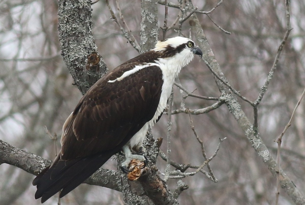 Osprey - ML54251341