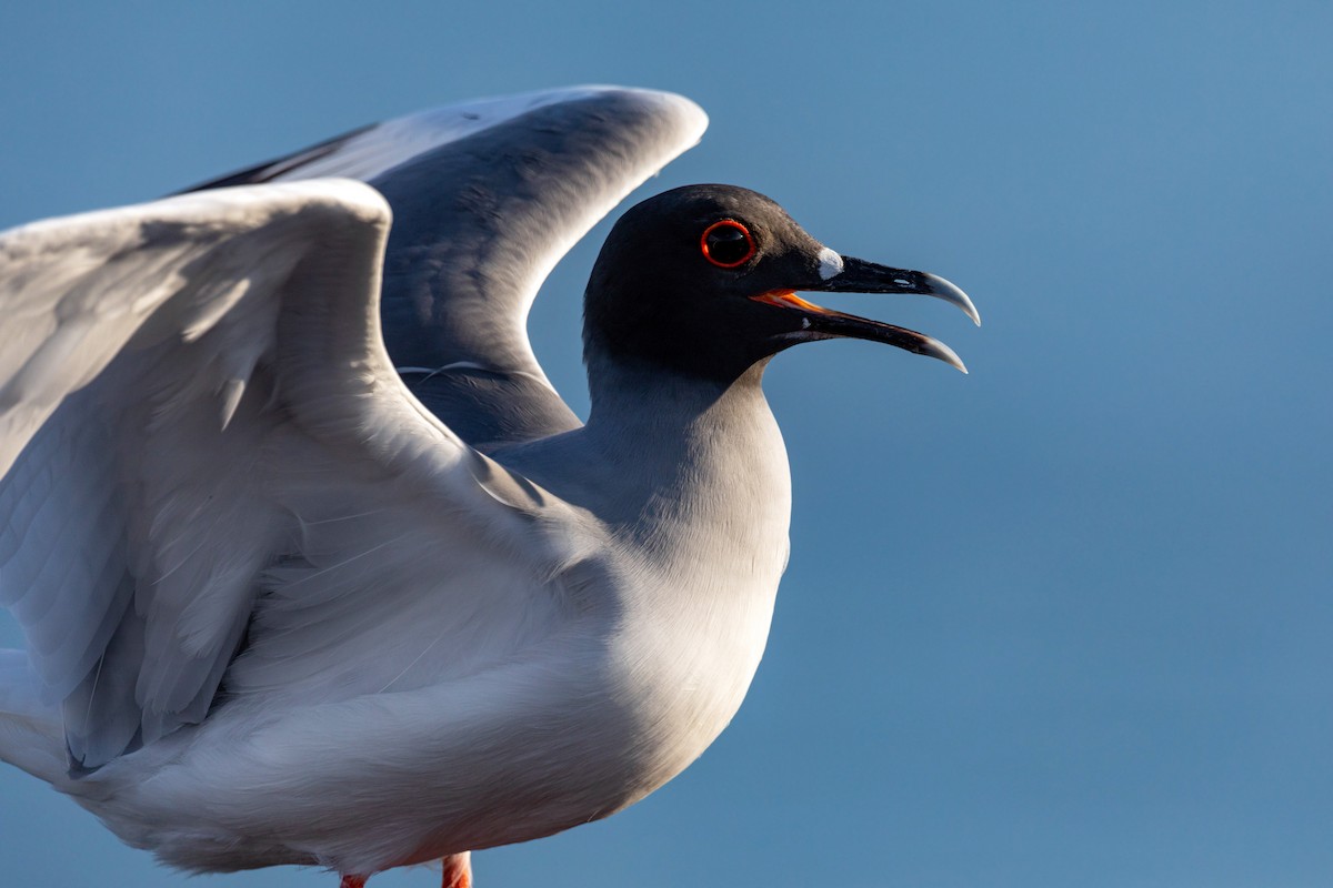 Swallow-tailed Gull - ML542513661