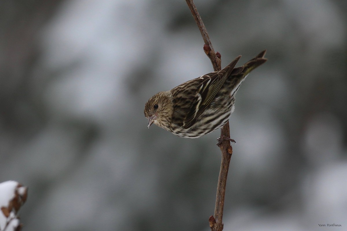 Pine Siskin - ML542513961