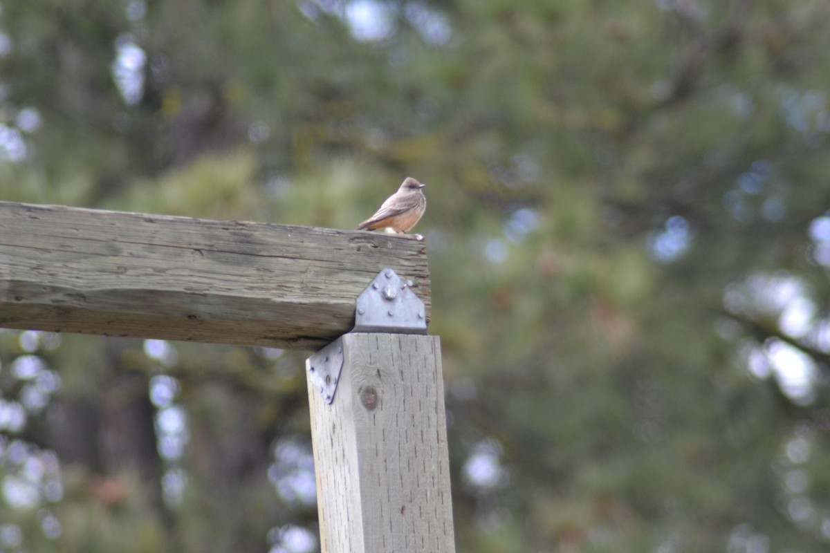 Say's Phoebe - Tim Brennan