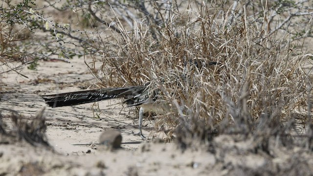 Greater Roadrunner - ML542514841