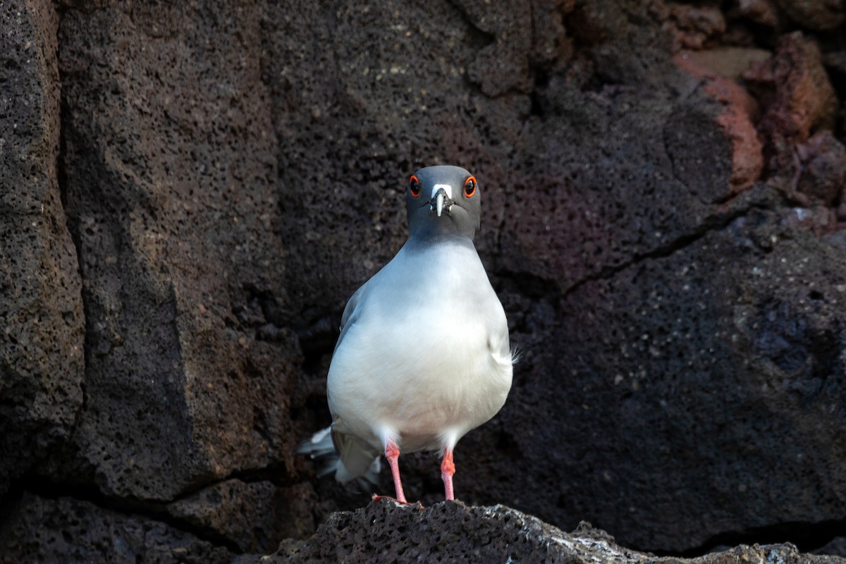 Mouette à queue fourchue - ML542514961