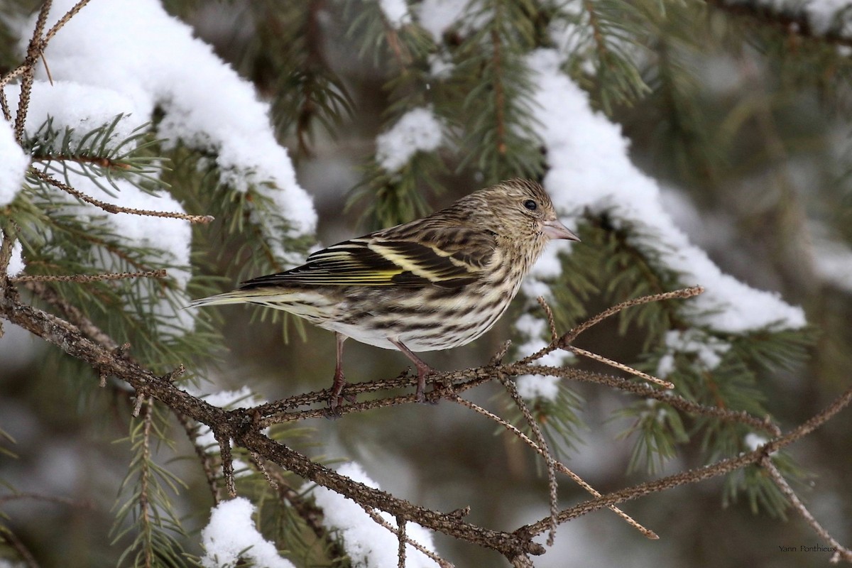 Pine Siskin - ML542515021