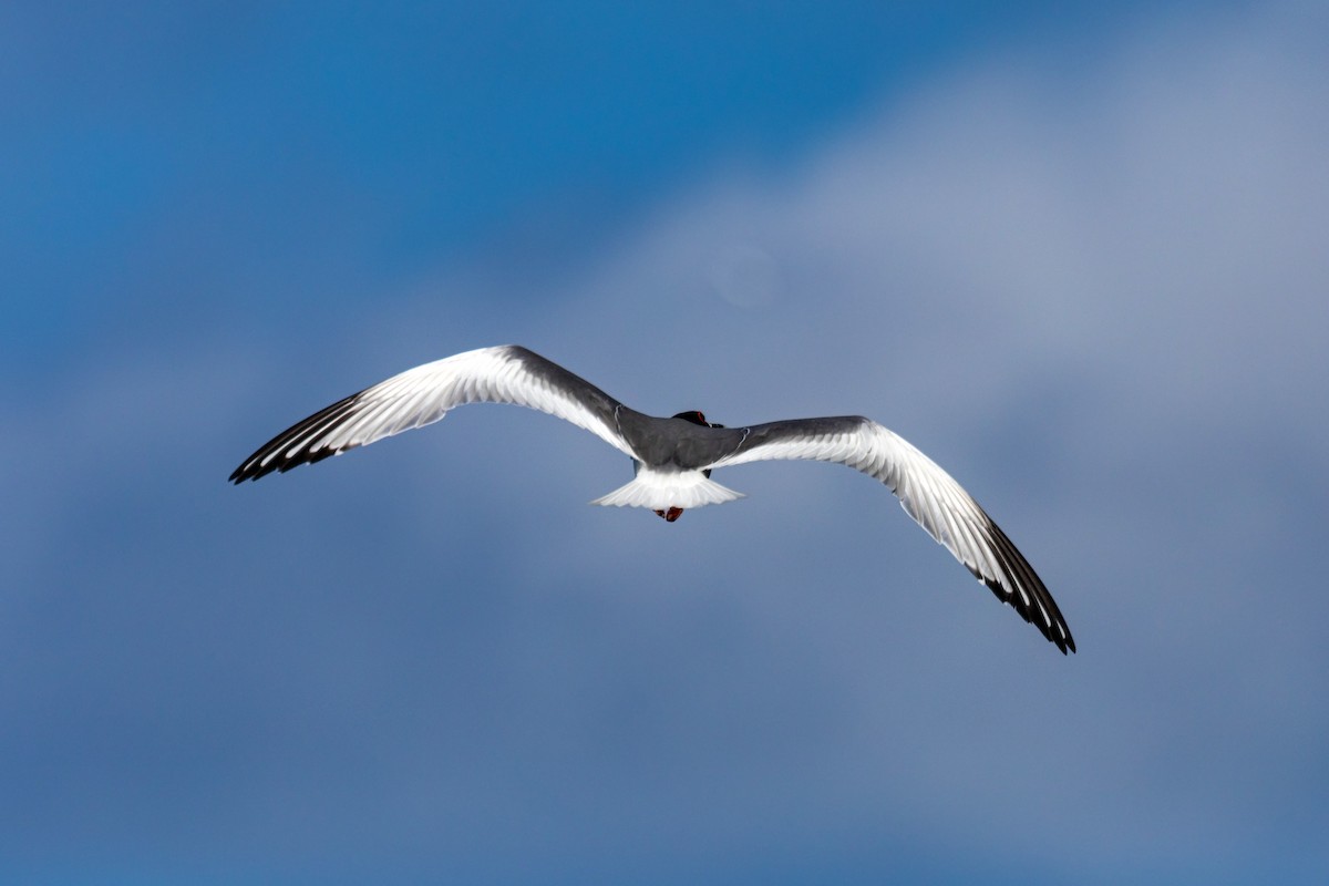 Swallow-tailed Gull - ML542515031