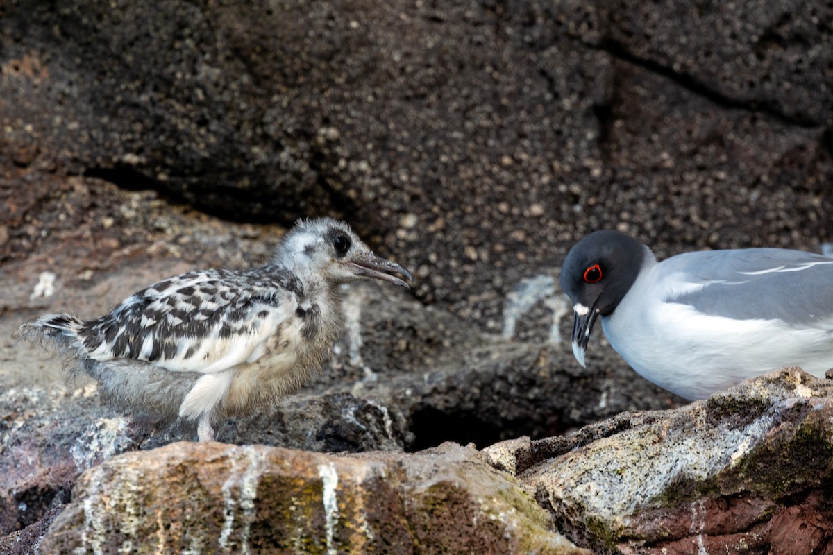 Swallow-tailed Gull - ML542515091