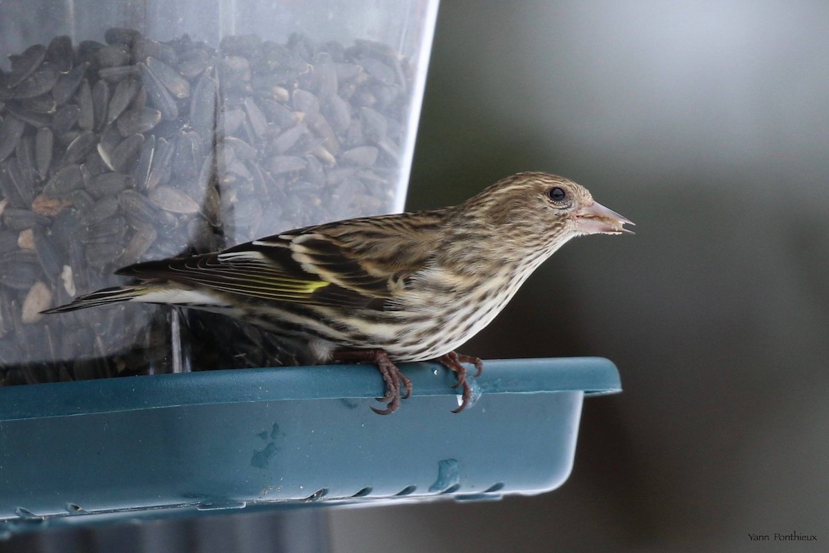 Pine Siskin - ML542515201