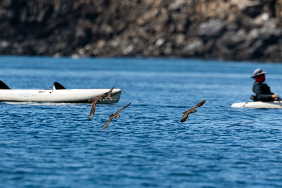 Galapagos Shearwater - ML542515431