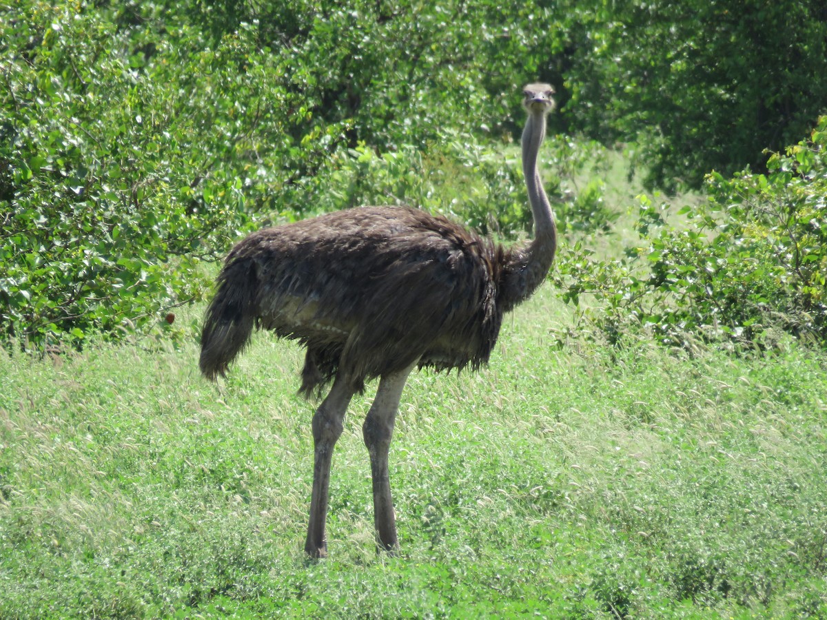 Common Ostrich - ML542515531