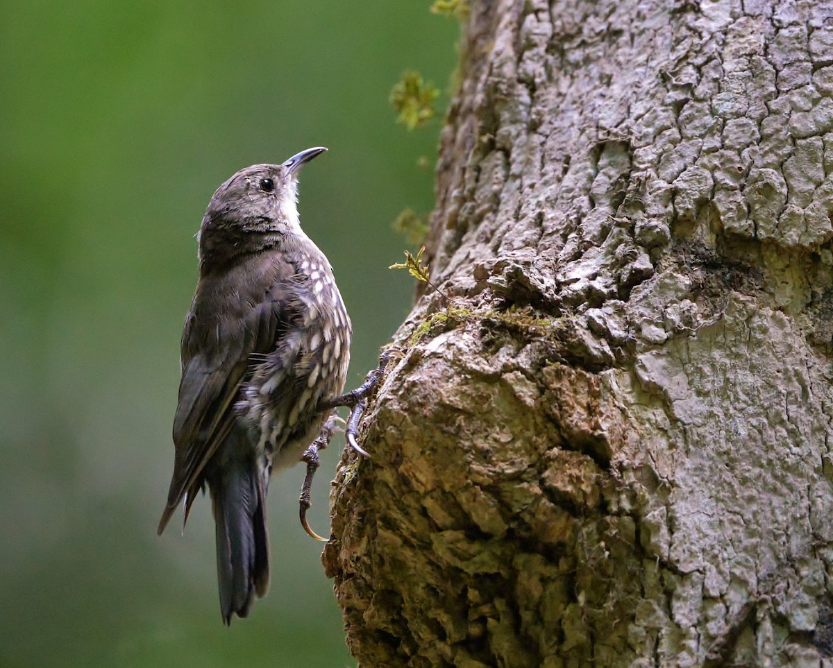 White-throated Treecreeper - ML542515601