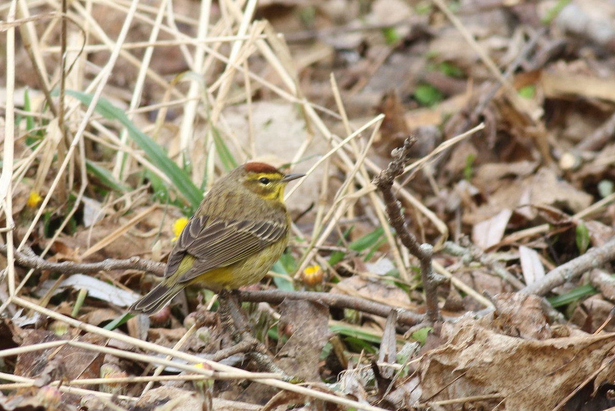 Palm Warbler (Yellow) - ML54251561