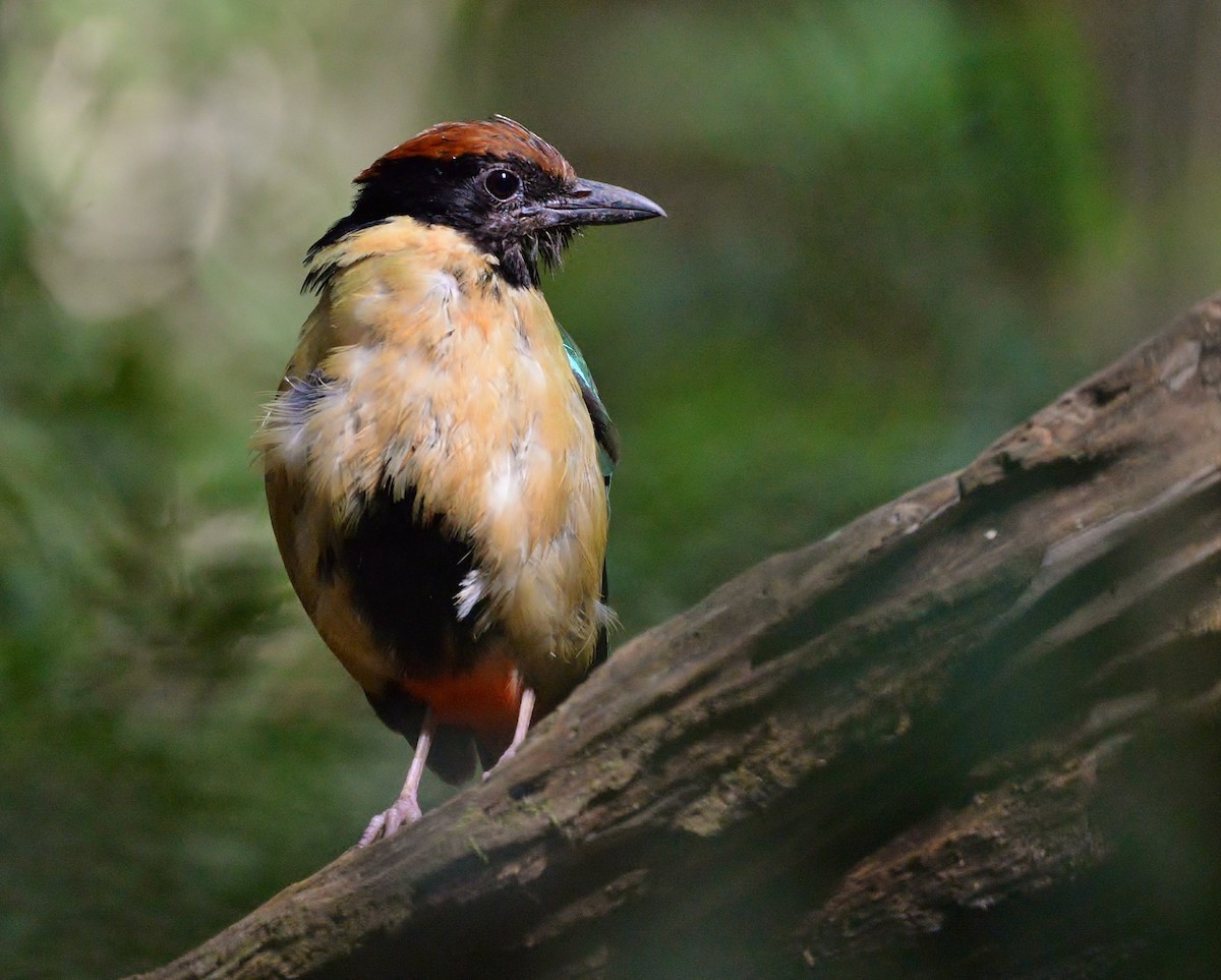 Noisy Pitta - ML542516361